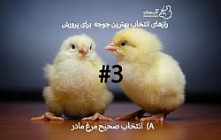 نکات کلیدی در خرید جوجه یکروزه (3)