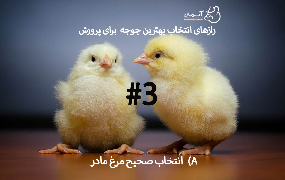 نکات کلیدی در خرید جوجه یکروزه (3)